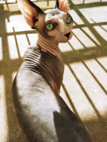 Chat nu