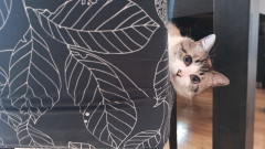 Maya 1