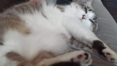 Maya 2