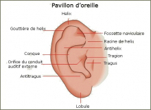 Anatomie du pavillon auriculaire